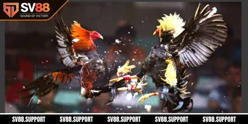 Cách tham gia đá gà trực tiếp?