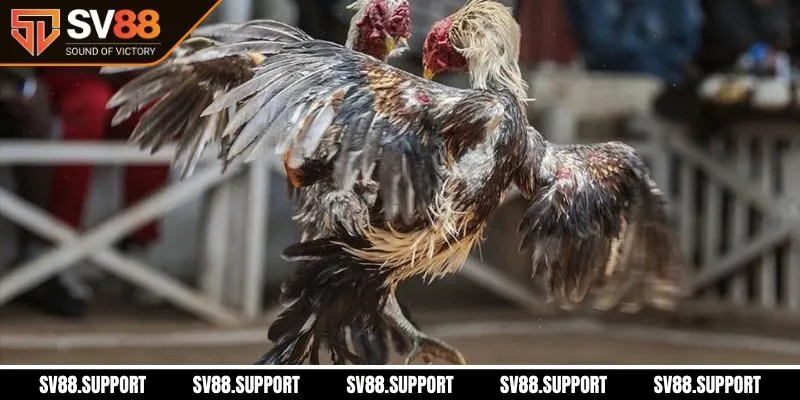 Giải thưởng hấp dẫn