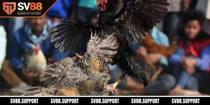 Giới thiệu đá gà Thomo SV88