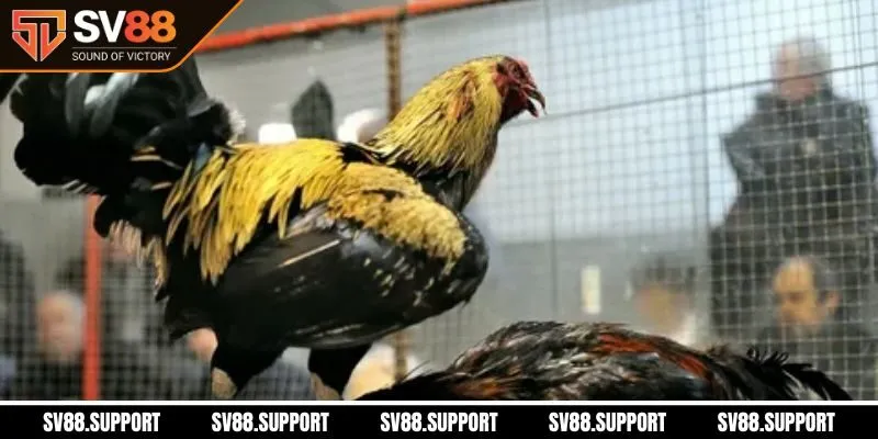 Những ưu điểm vượt trội khi tổng hợp game đá gà SV88