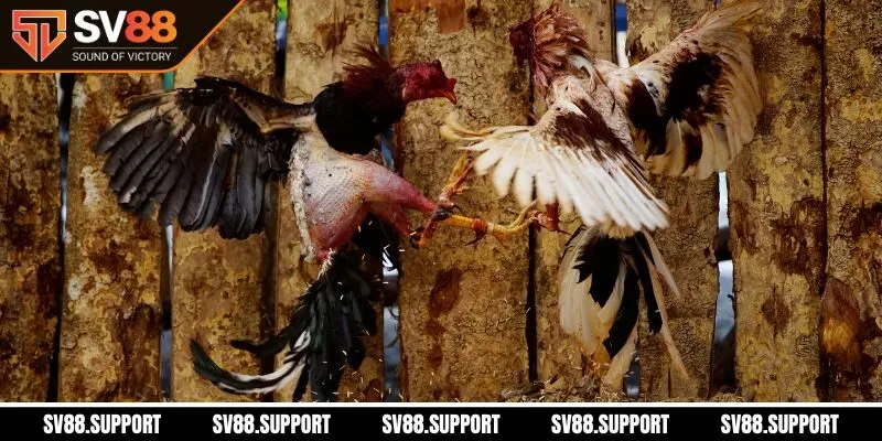 Quy trình đăng ký trải nghiệm đá gà SV88